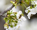 Bee Pollination 22